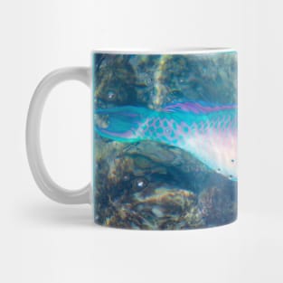 Bluechin Parrotfish in the Galapagos Islands, Ecuador Mug